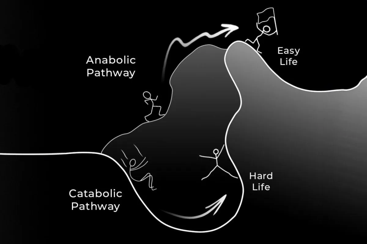 Catabolic pathway leads to the hard life; anabolic pathway leads to the easy life